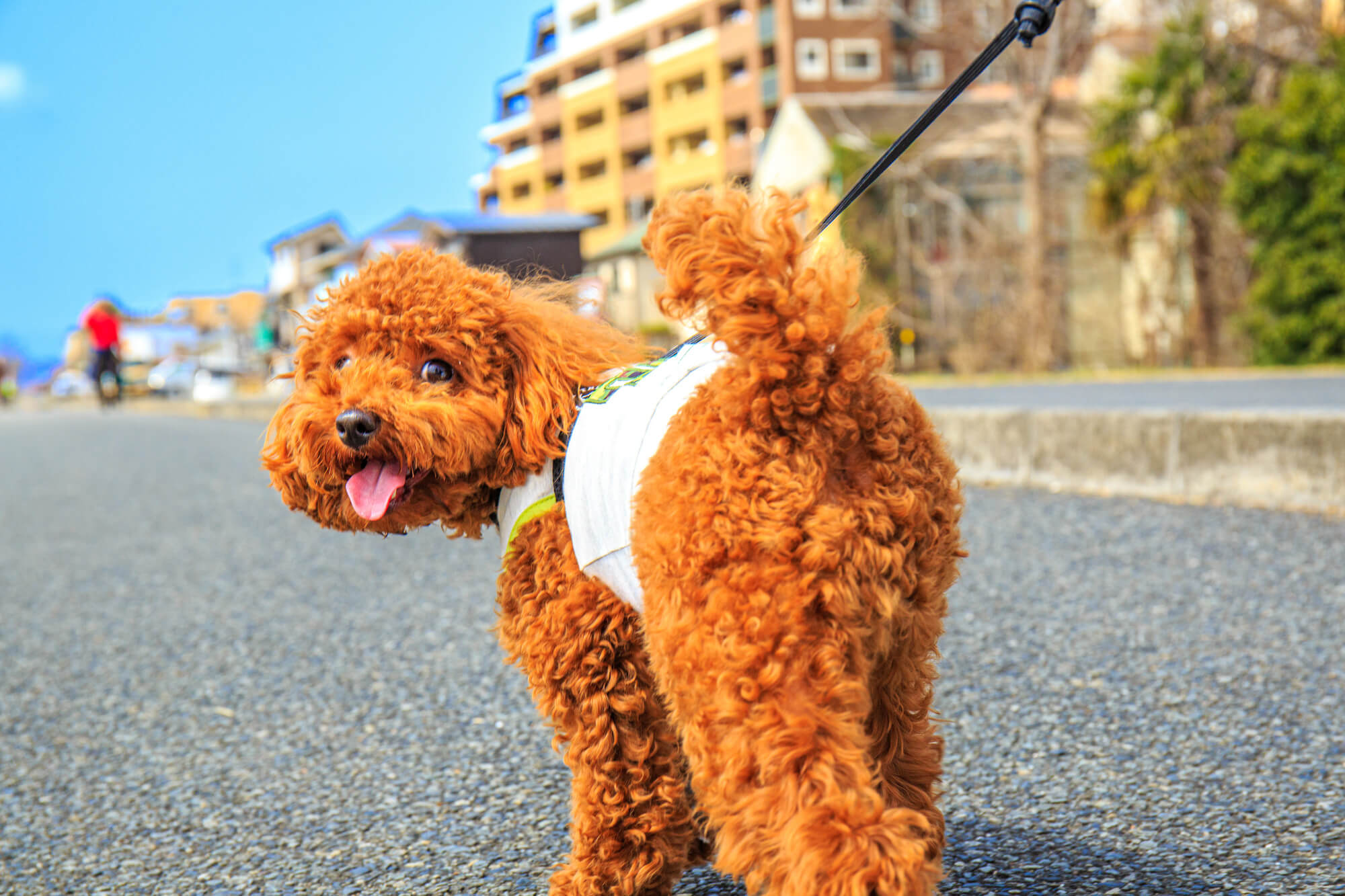 まとめ｜小型犬に優しいリードで安心・快適な散歩を楽しみましょう！